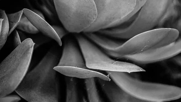 Rachel Briggs OBE on BBC Radio 4